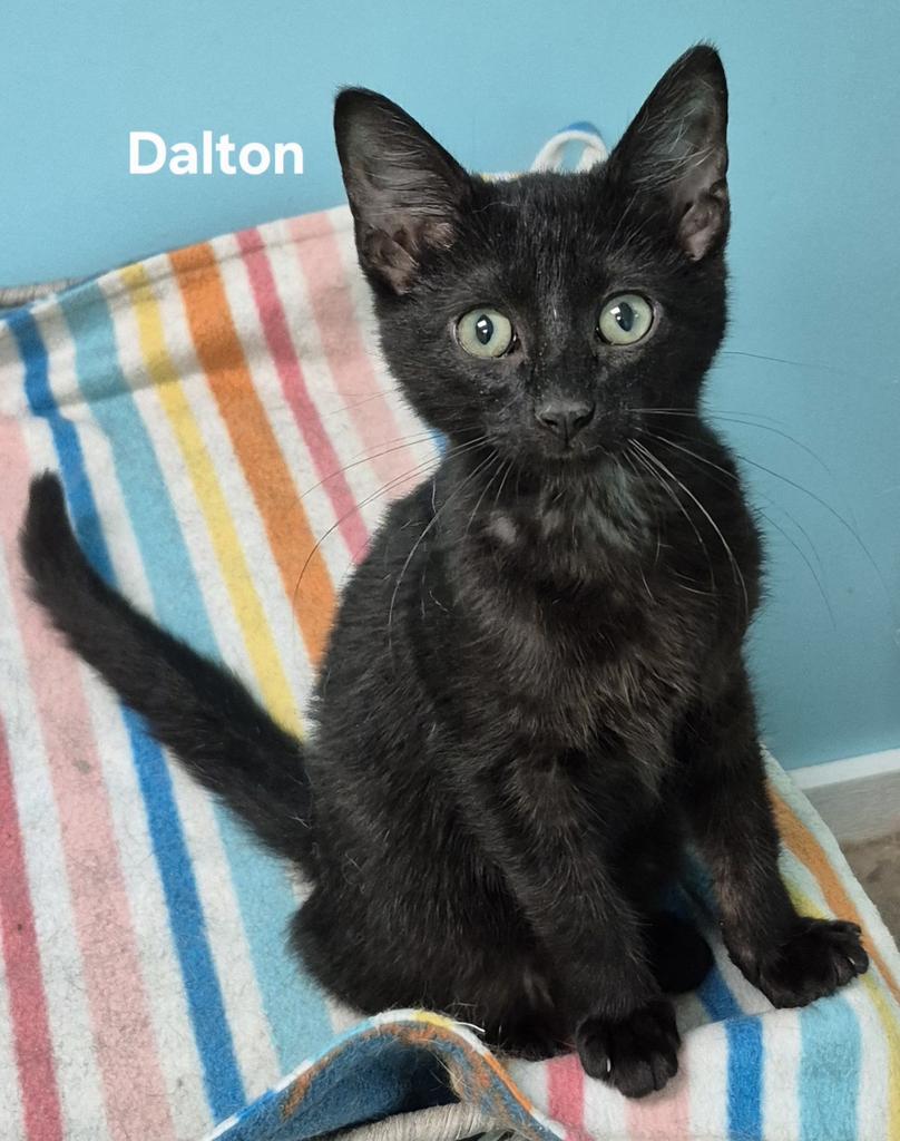 Enlarge Dalton, a Adoptable mixed breed in Kendallville, IN image 2/2