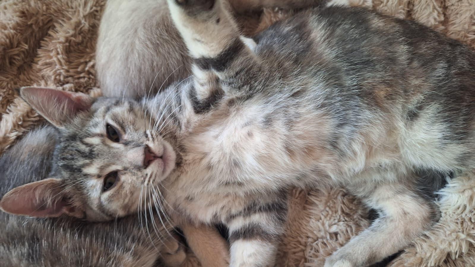 Enlarge Meshach (bonded with Shadrach), a Adoptable Domestic Short Hair in Cumming, GA image 6/6