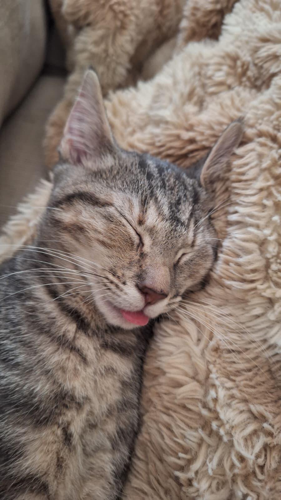 Enlarge Meshach (bonded with Shadrach), a Adoptable Domestic Short Hair in Cumming, GA image 5/6