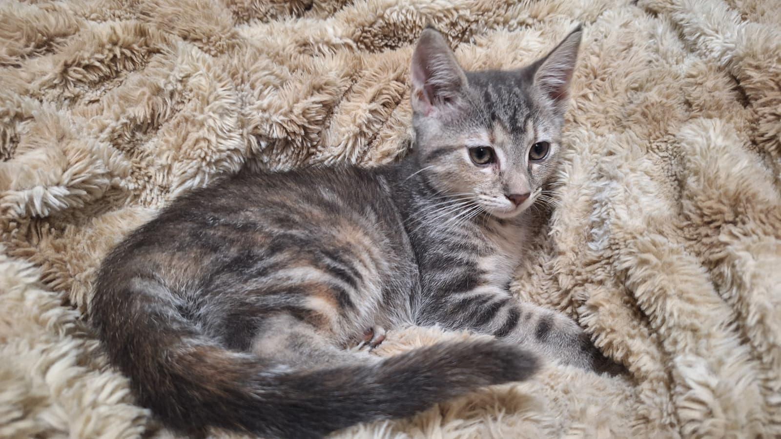 Enlarge Meshach (bonded with Shadrach), a Adoptable Domestic Short Hair in Cumming, GA image 2/6