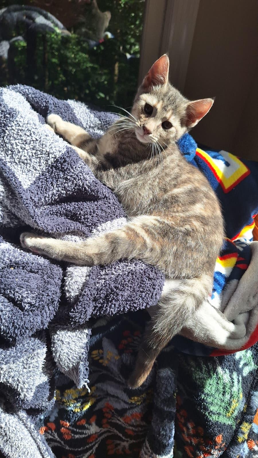 Enlarge Meshach (bonded with Shadrach), a Adoptable Domestic Short Hair in Cumming, GA image 1/6