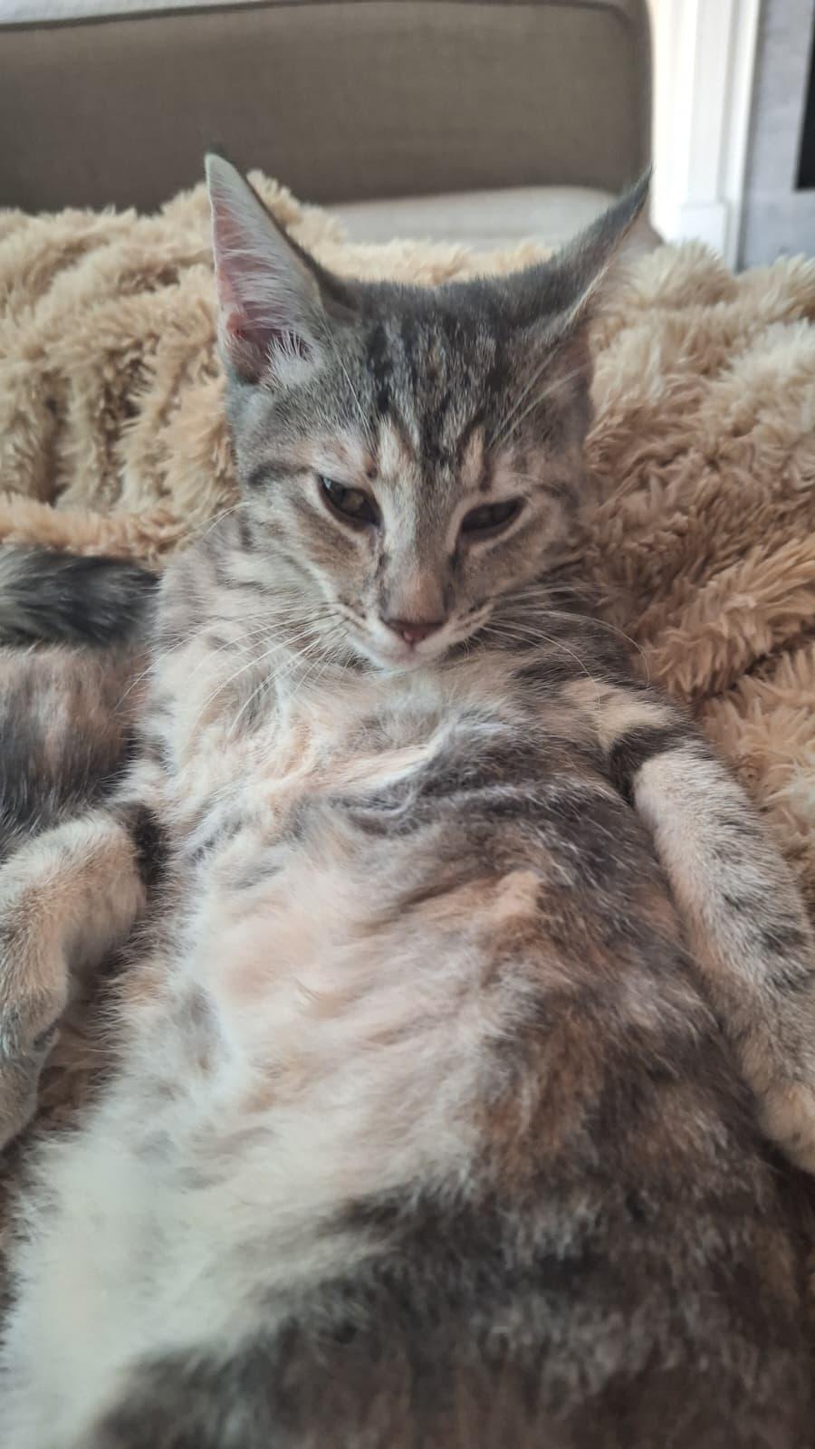 Enlarge Meshach (bonded with Shadrach), a Adoptable Domestic Short Hair in Cumming, GA image 3/6