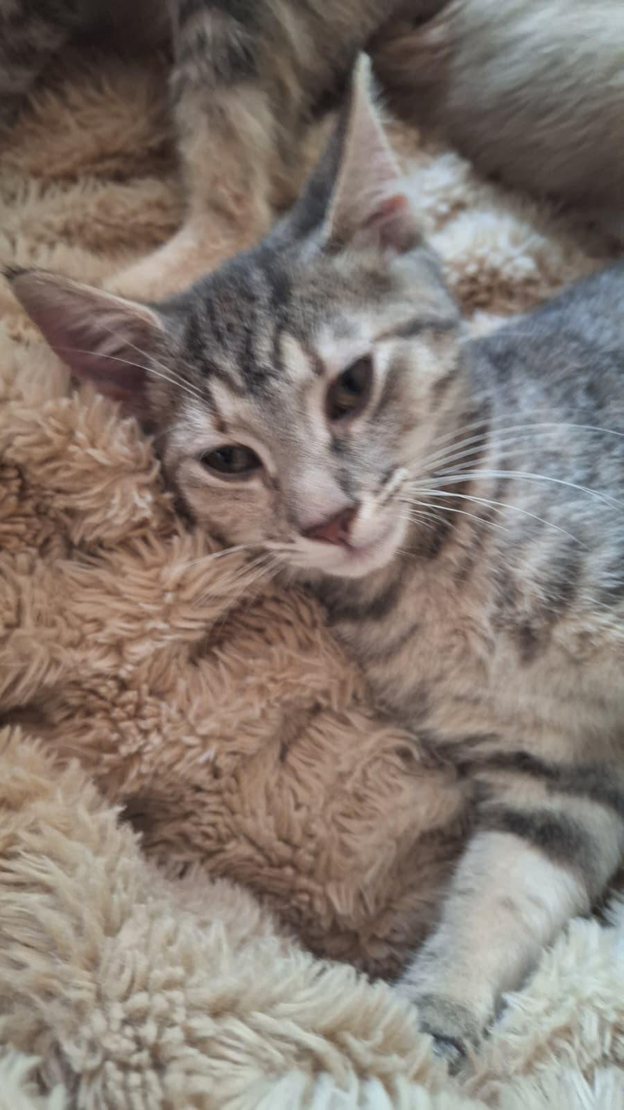 Enlarge Meshach (bonded with Shadrach), a Adoptable Domestic Short Hair in Cumming, GA image 4/6