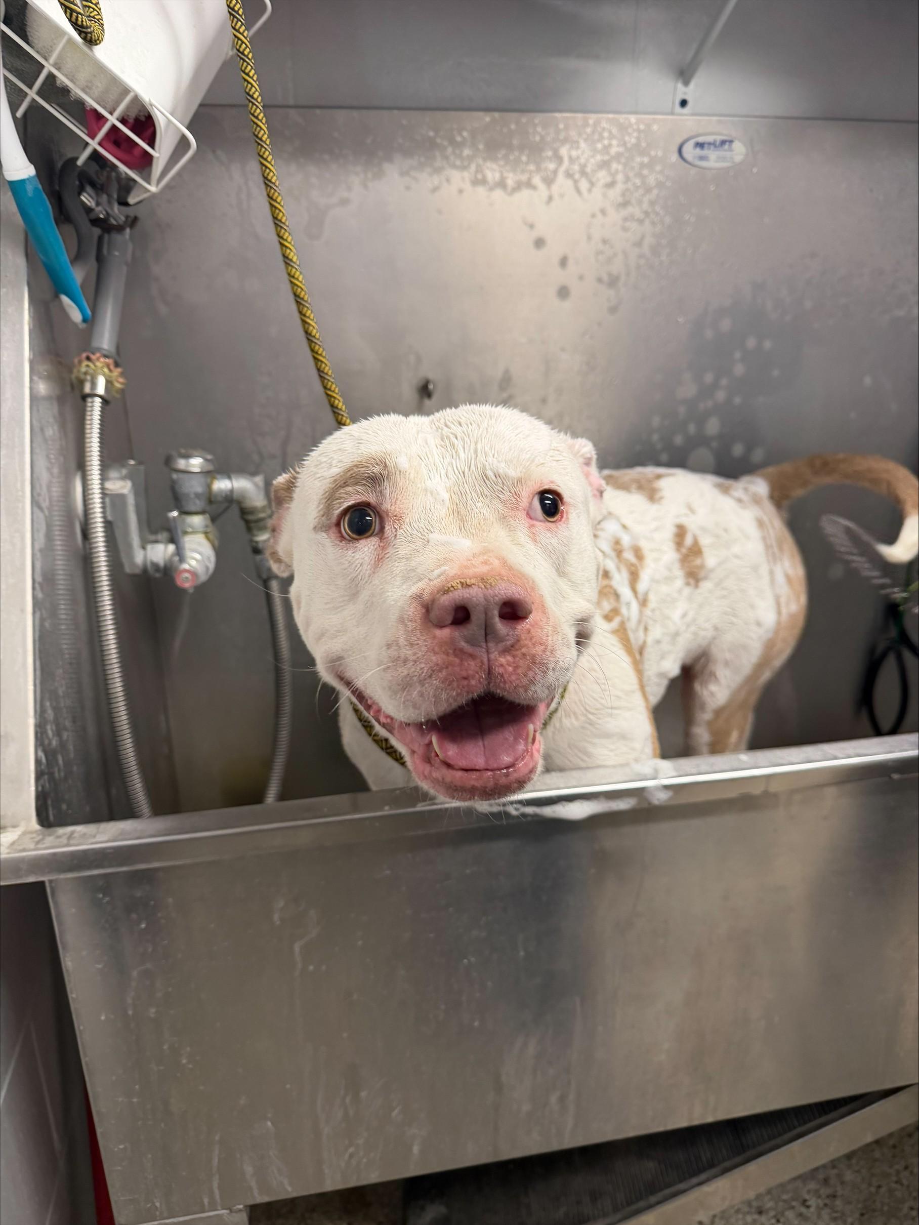 Big Mac, ADOPTABLE, Adult Male Pit Bull Terrier.