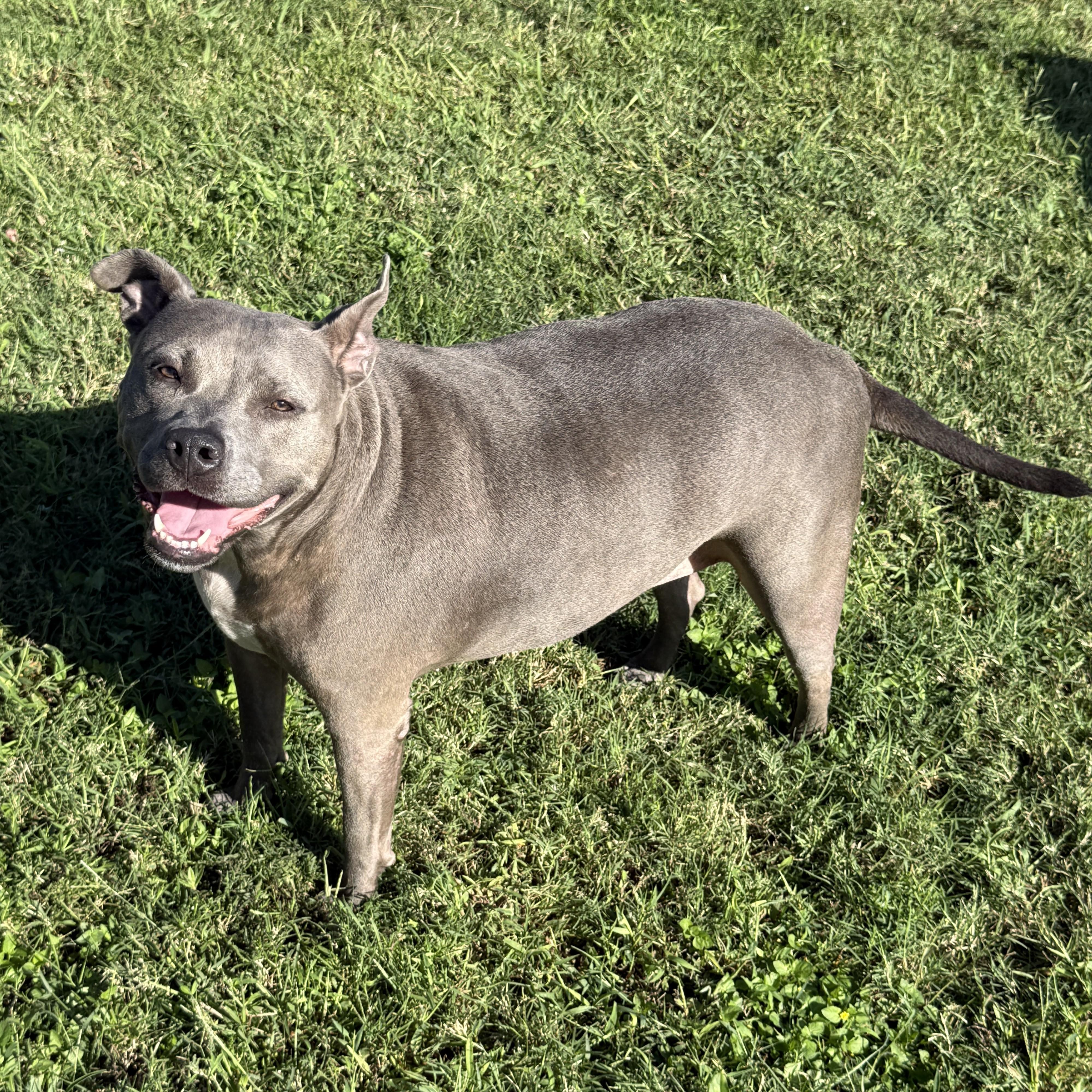 Enlarge Bella-Blue, a Adoptable Pit Bull Terrier in Brenham, TX image 2/6