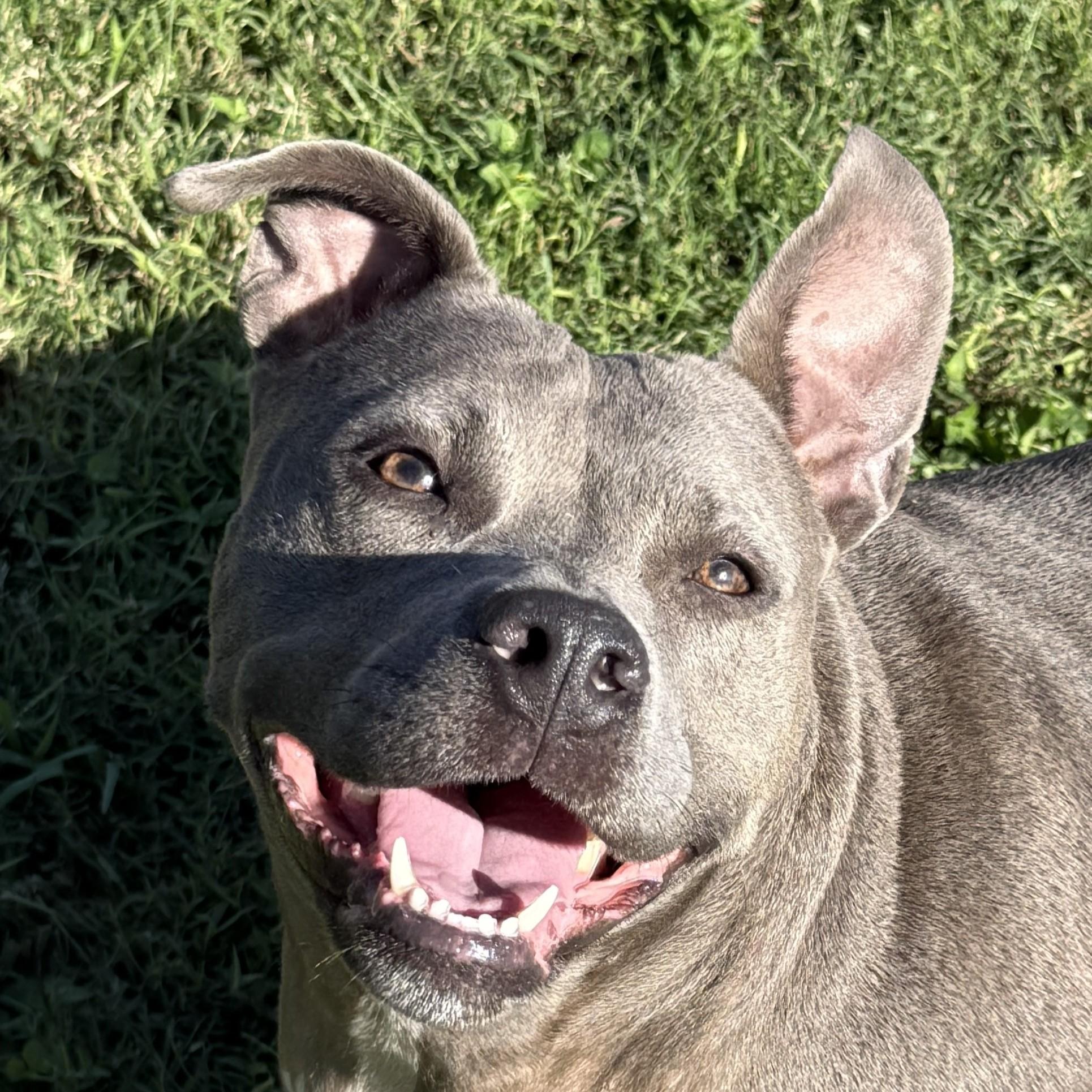 Bella-Blue, Adoptable, Adult Female Pit Bull Terrier.