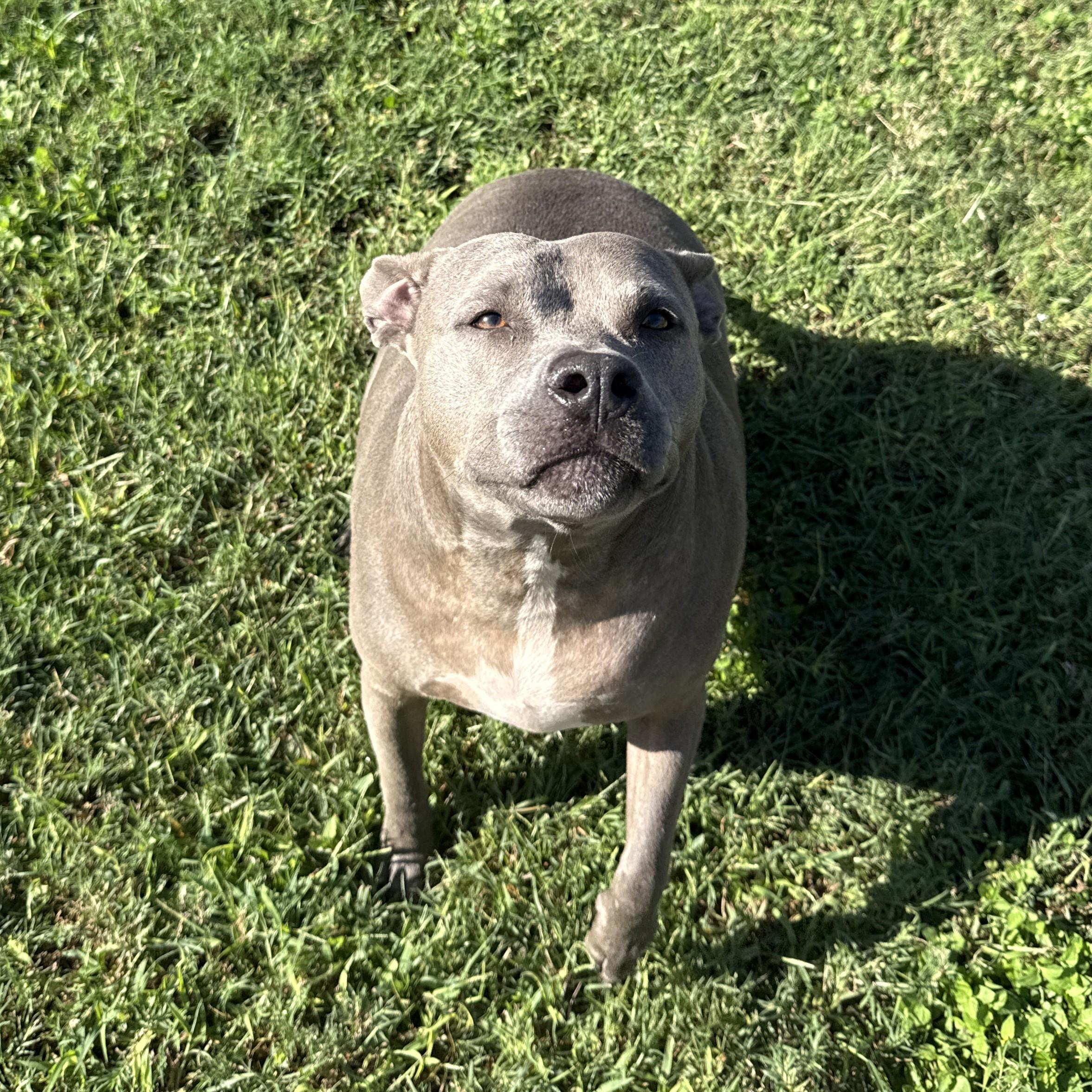 Enlarge Bella-Blue, a Adoptable Pit Bull Terrier in Brenham, TX image 3/6