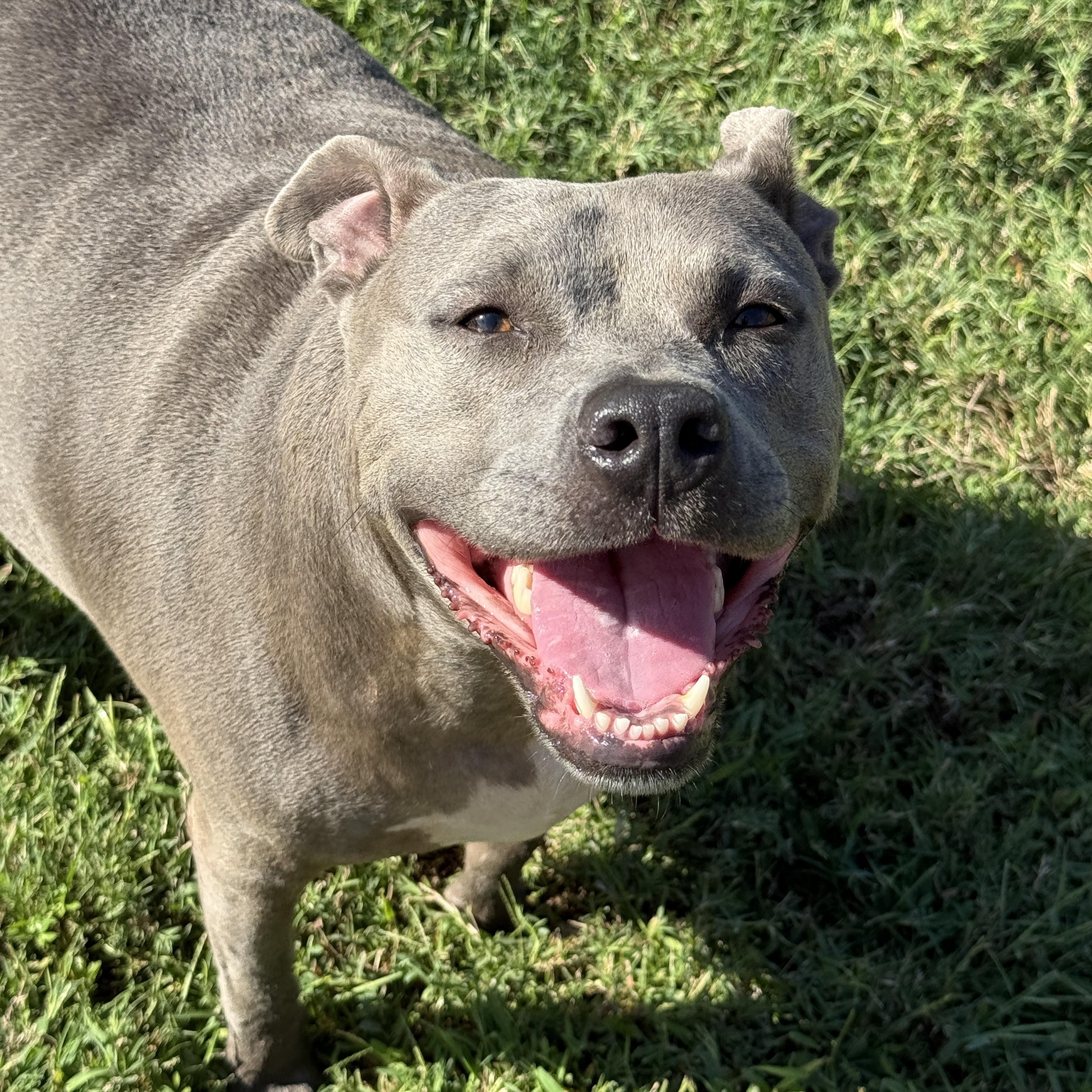 Enlarge Bella-Blue, a Adoptable Pit Bull Terrier in Brenham, TX image 4/6