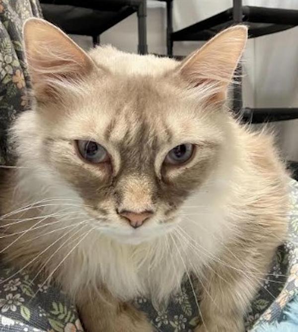 BUBBA, ADOPTABLE, Adult Male Ragdoll.