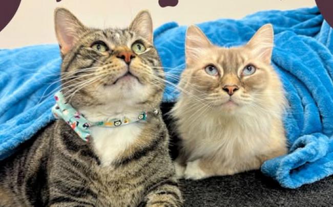 BUBBA, ADOPTABLE, Adult Male Ragdoll.