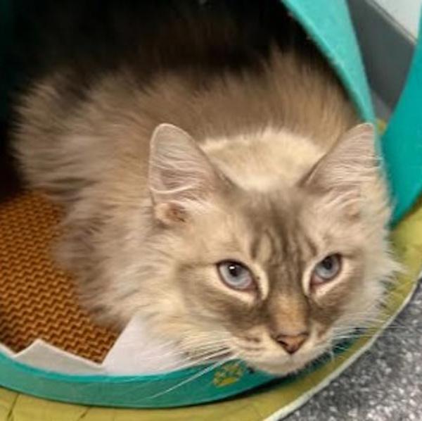 Enlarge BUBBA, a ADOPTABLE mixed breed in Madison, WI image 3/4