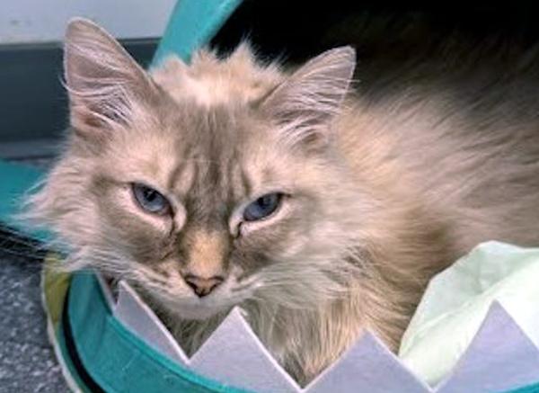 Enlarge BUBBA, a ADOPTABLE mixed breed in Madison, WI image 2/4