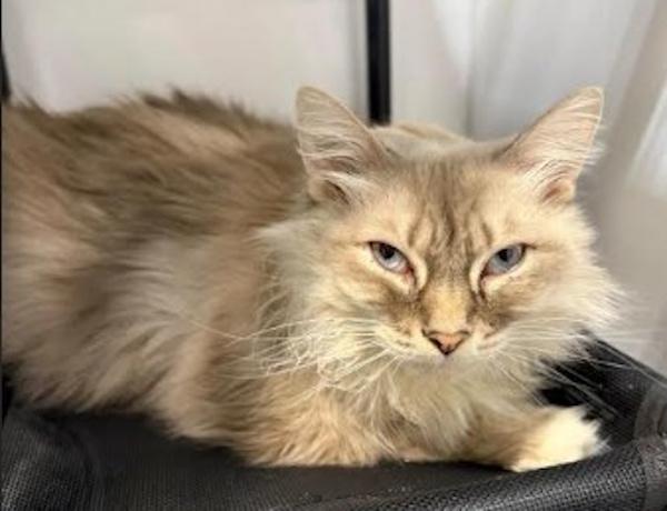 Enlarge BUBBA, a ADOPTABLE mixed breed in Madison, WI image 4/4