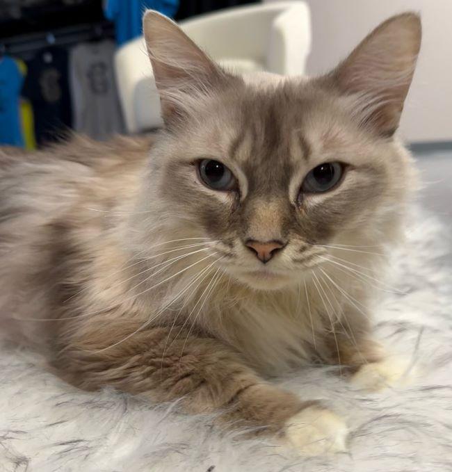 Enlarge BUBBA, a ADOPTABLE mixed breed in Madison, WI image 3/6