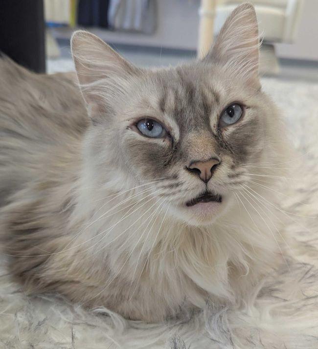 Enlarge BUBBA, a ADOPTABLE mixed breed in Madison, WI image 2/6