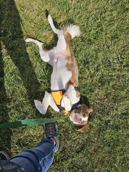 Wally, Adoptable, Adult Male Spaniel & Pit Bull Terrier.