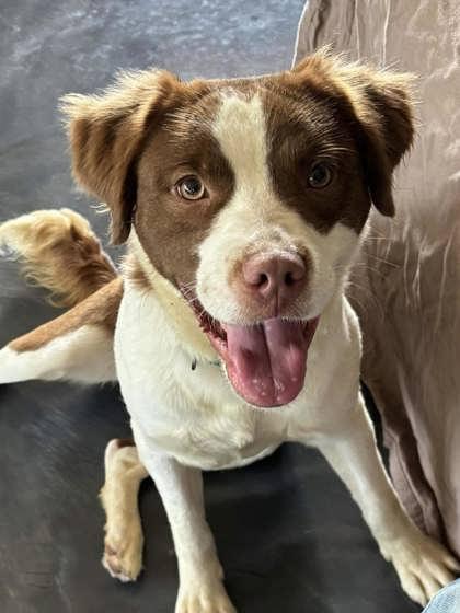 Wally, a Adoptable mixed breed in Washington, IA image 2/3