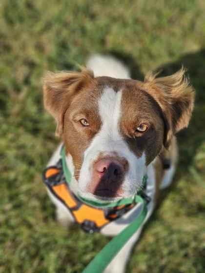 Wally, a Adoptable mixed breed in Washington, IA image 3/3