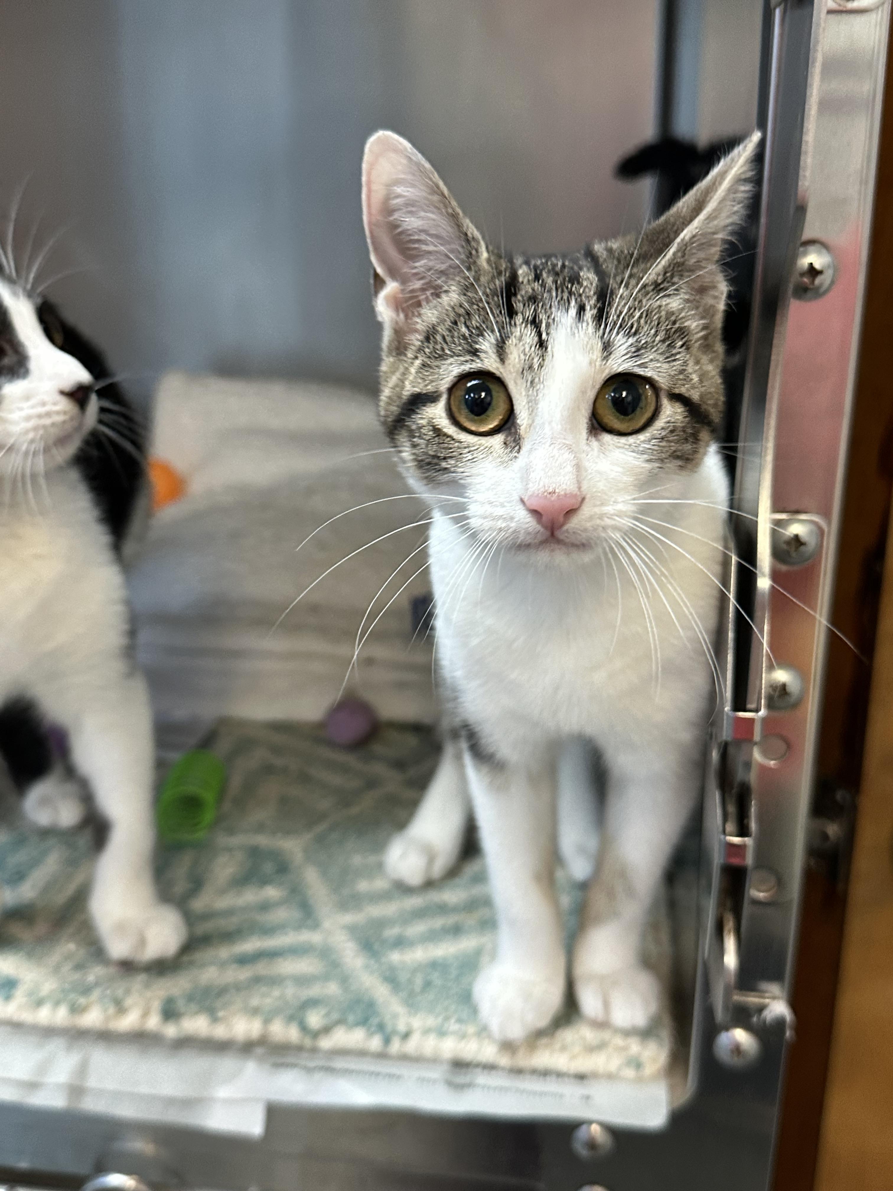 Gabby & Grace Purring Machines & Super Friendly