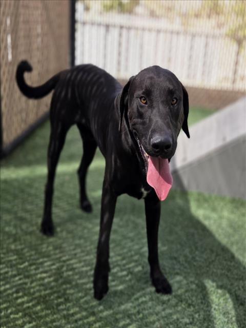 OZZY, Adoptable, Adult Male Labrador Retriever & Mixed Breed.