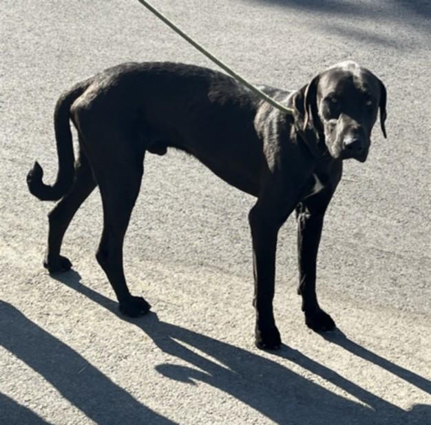 OZZY, Adoptable, Adult Male Labrador Retriever & Mixed Breed.