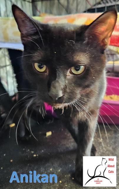 Anikan, Adoptable, Young Male Domestic Short Hair.