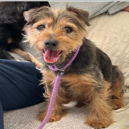 Steve Harrington thumbnail 4