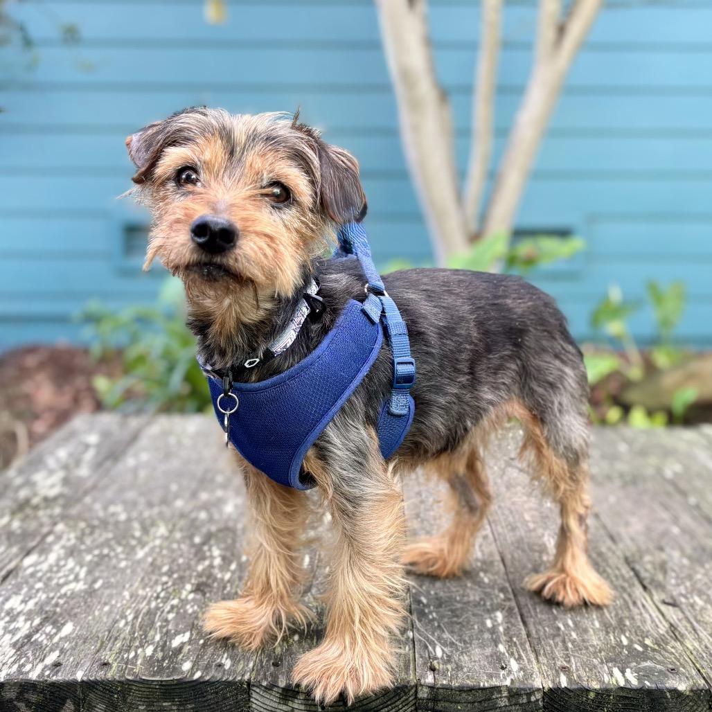 Steve Harrington thumbnail 5