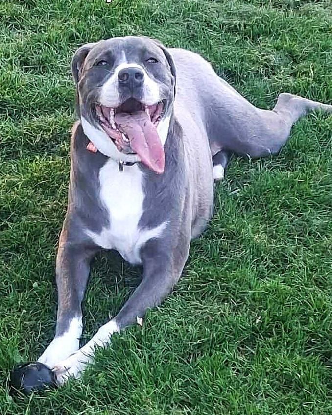 Silver, a Adoptable mixed breed in London, ON image 2/3