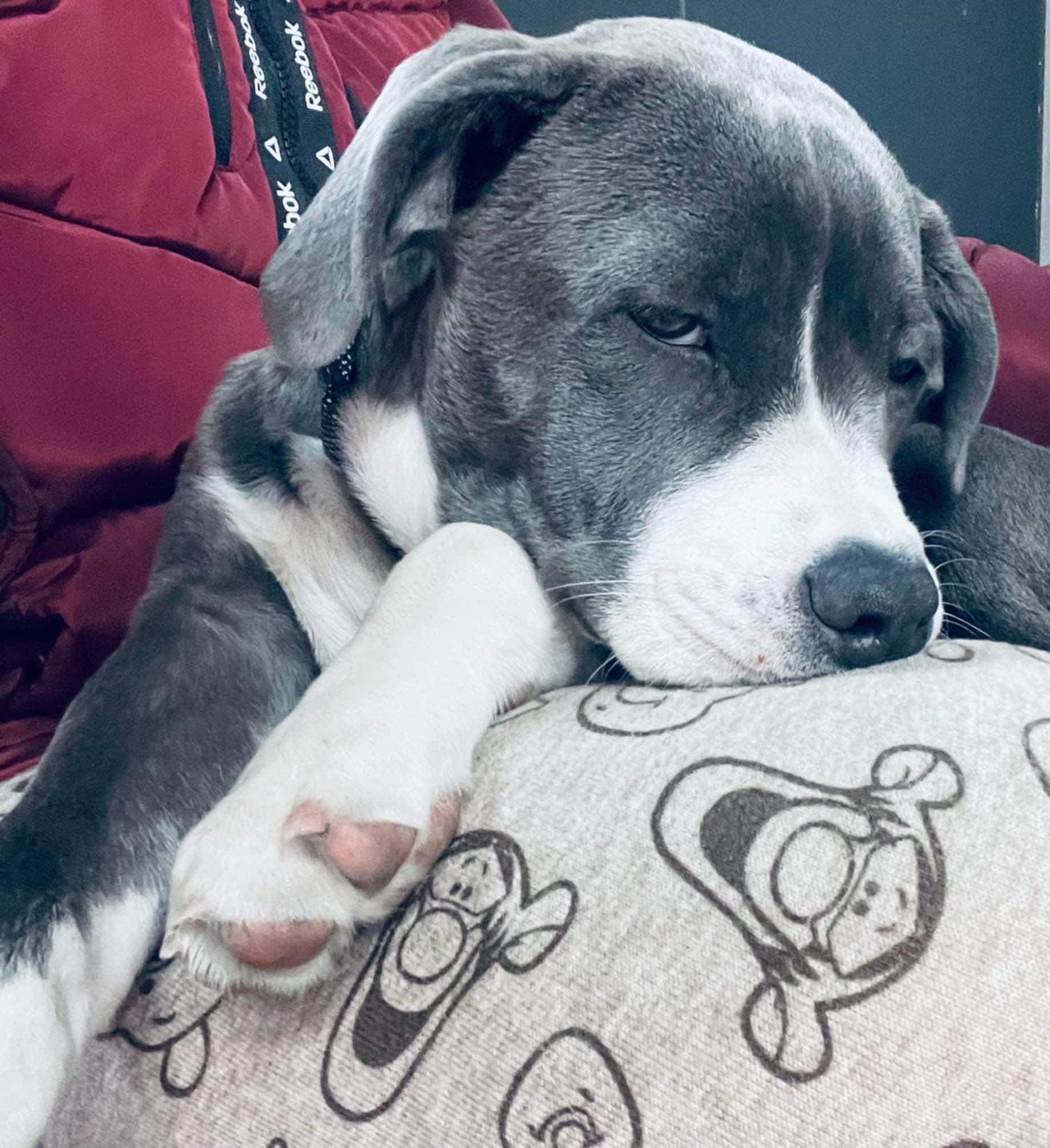 Silver, Adoptable, Young Female American Bulldog & Labrador Retriever.