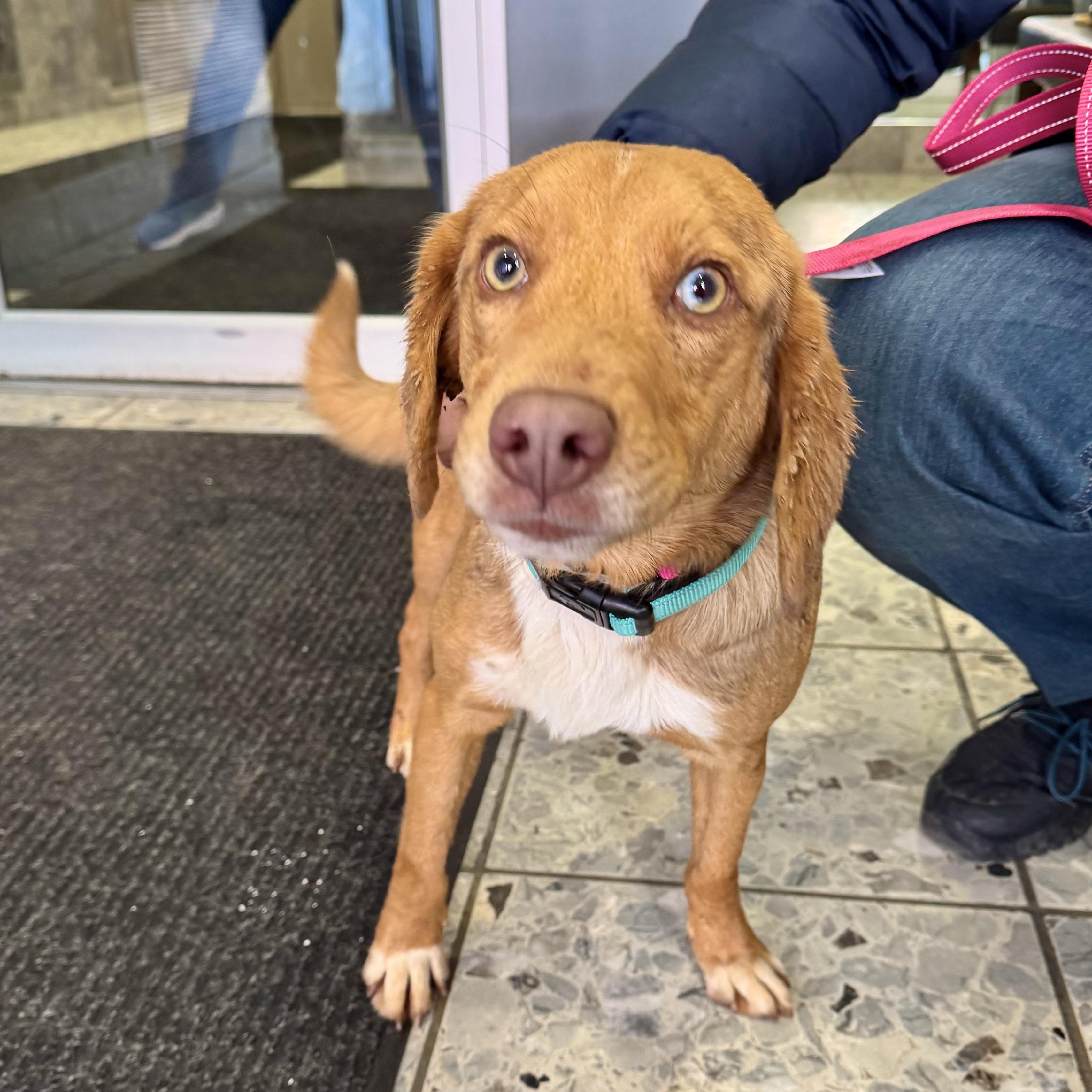 Wilderness, adopted, Young Male Beagle & Australian Shepherd.