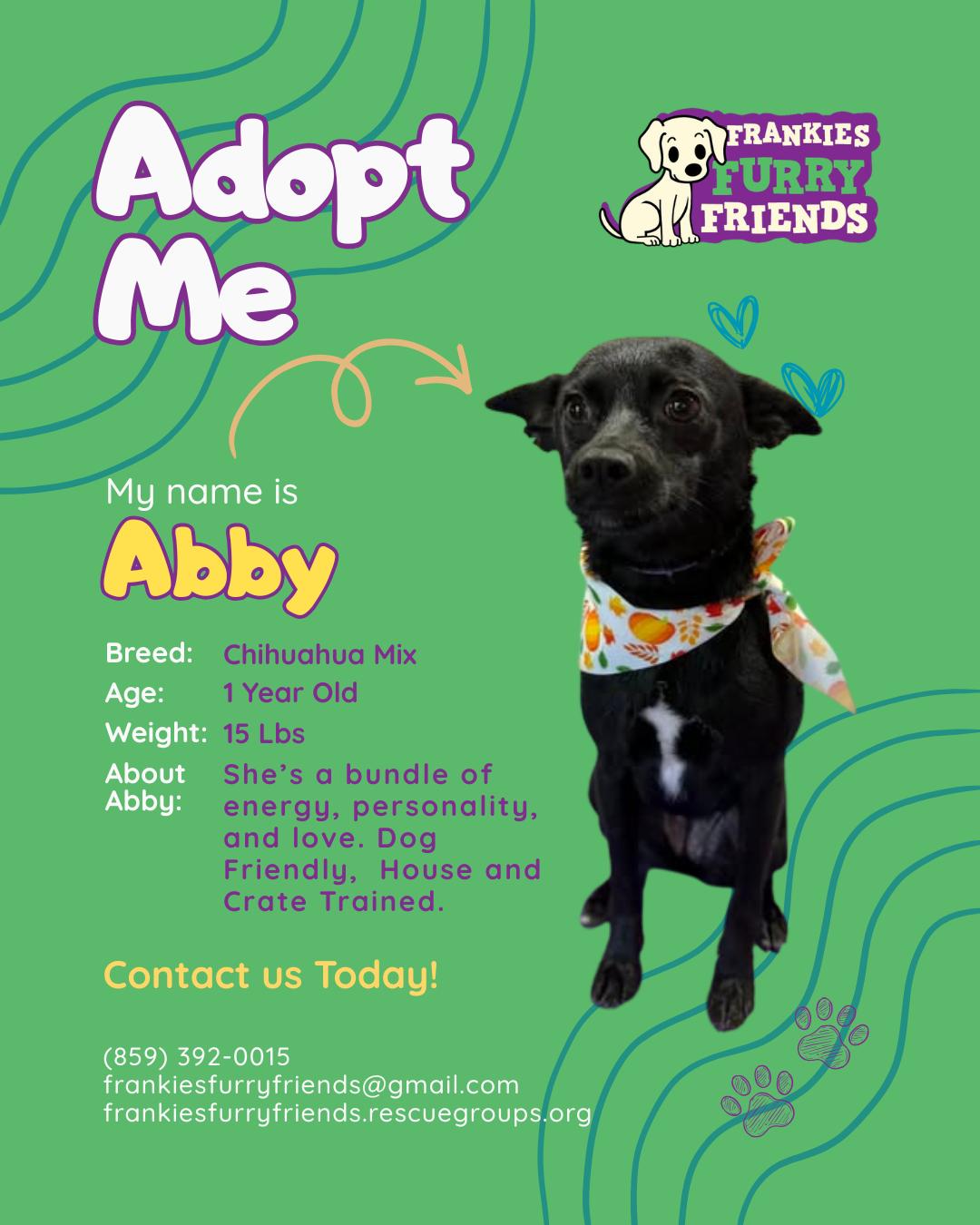 Enlarge Abby, a Adoptable Chihuahua in Alexandria, KY image 1/3