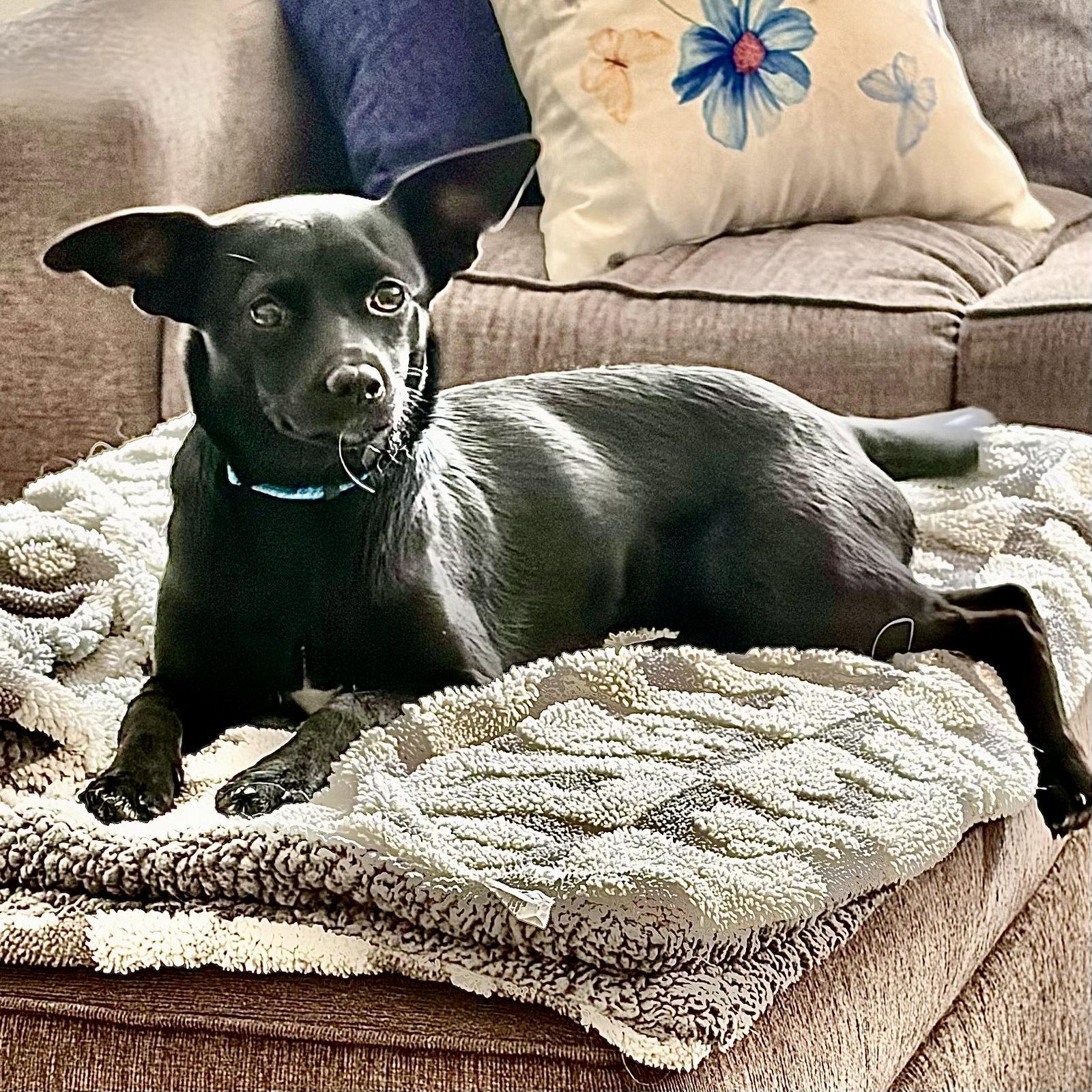 Abby, a Adoptable Chihuahua in Alexandria, KY image 2/3