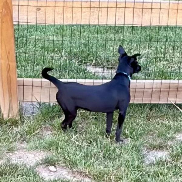 Abby, a Adoptable Chihuahua in Alexandria, KY image 3/3