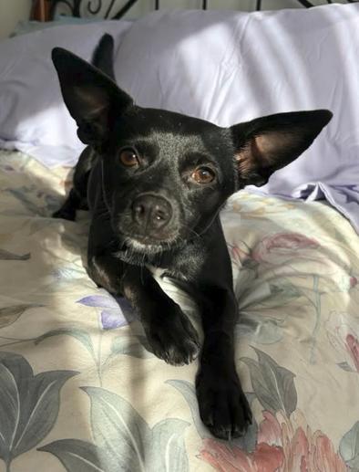 Enlarge Abby, a Adoptable Chihuahua in Alexandria, KY image 3/3