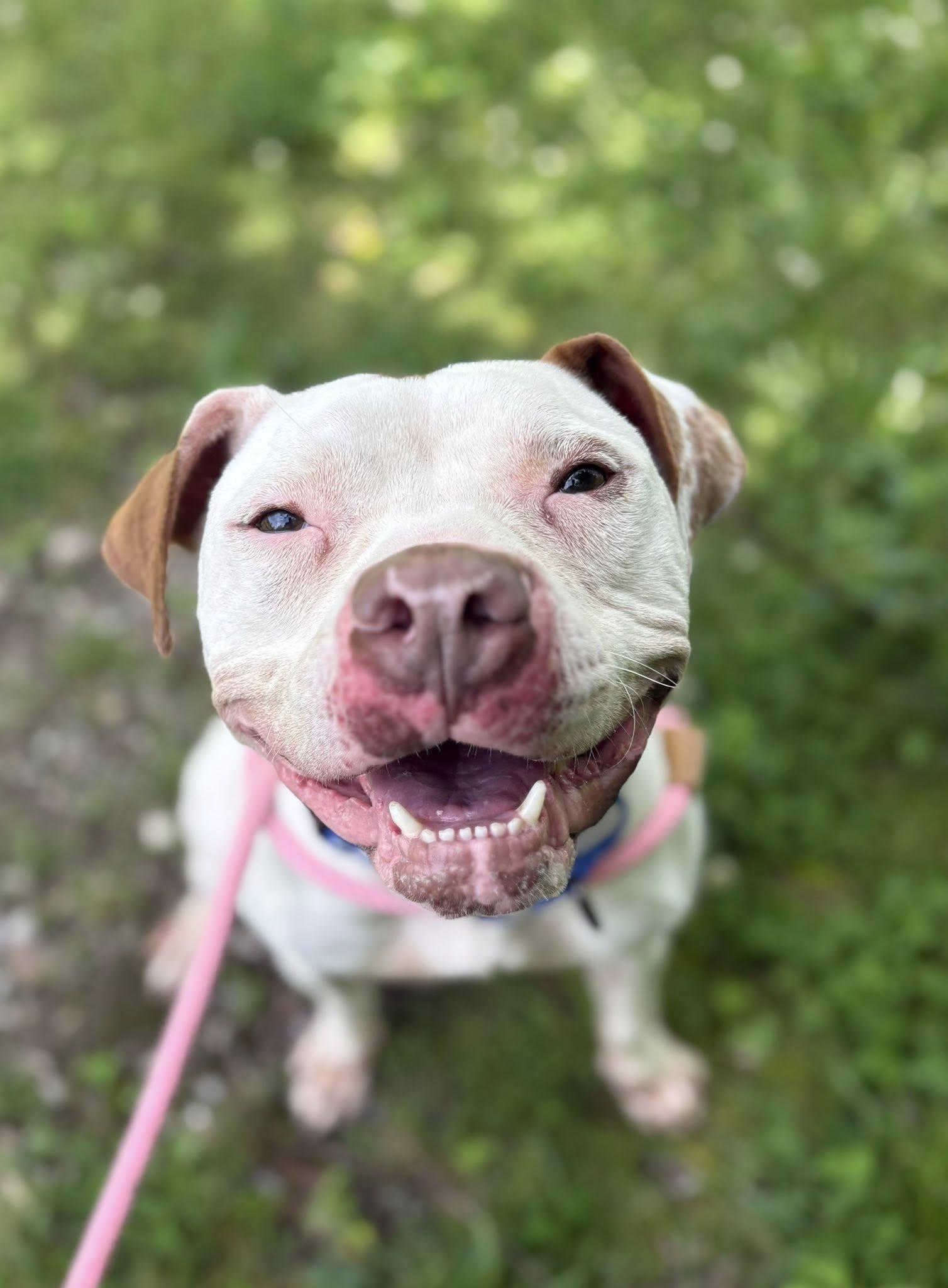 Pinto, a ADOPTABLE mixed breed in Cleveland, OH image 2/6