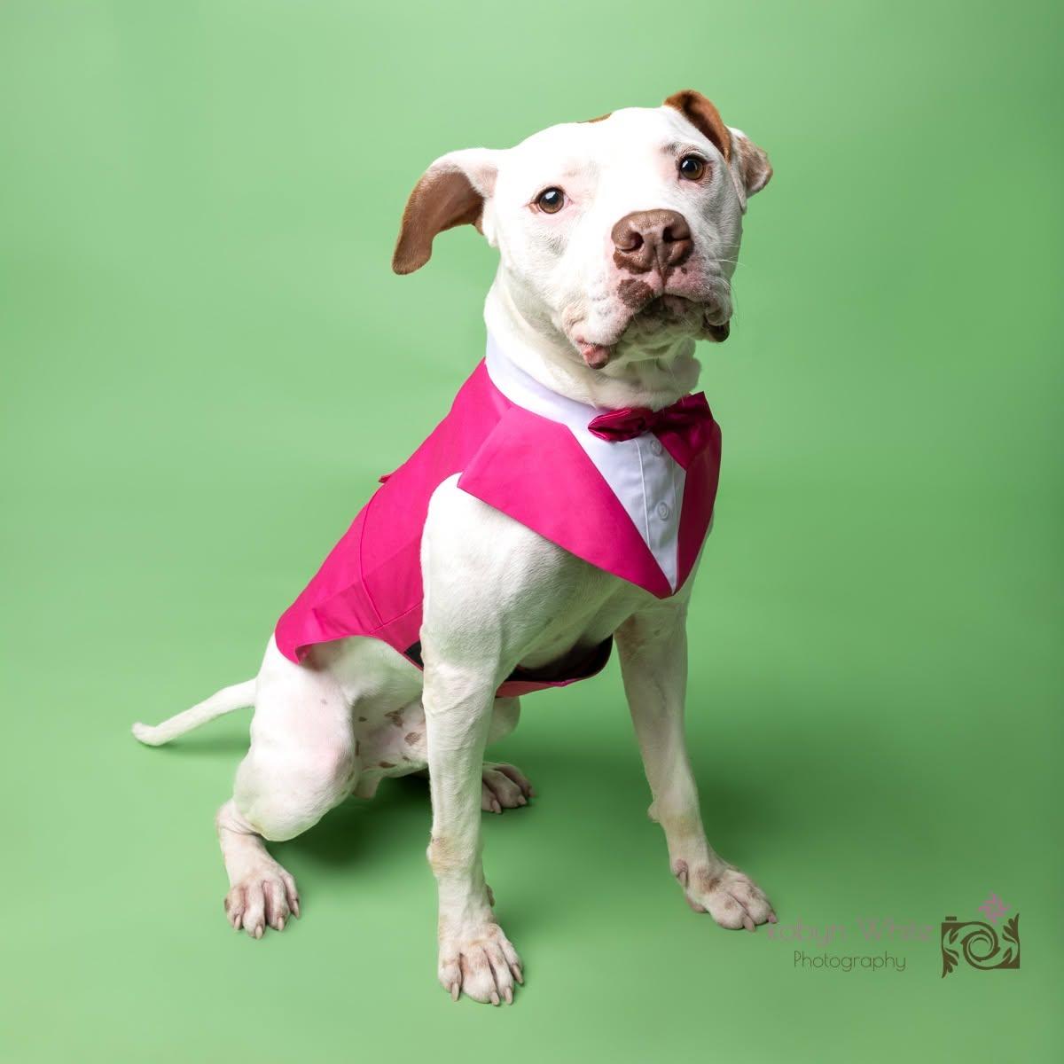 Pinto, a ADOPTABLE mixed breed in Cleveland, OH image 6/6