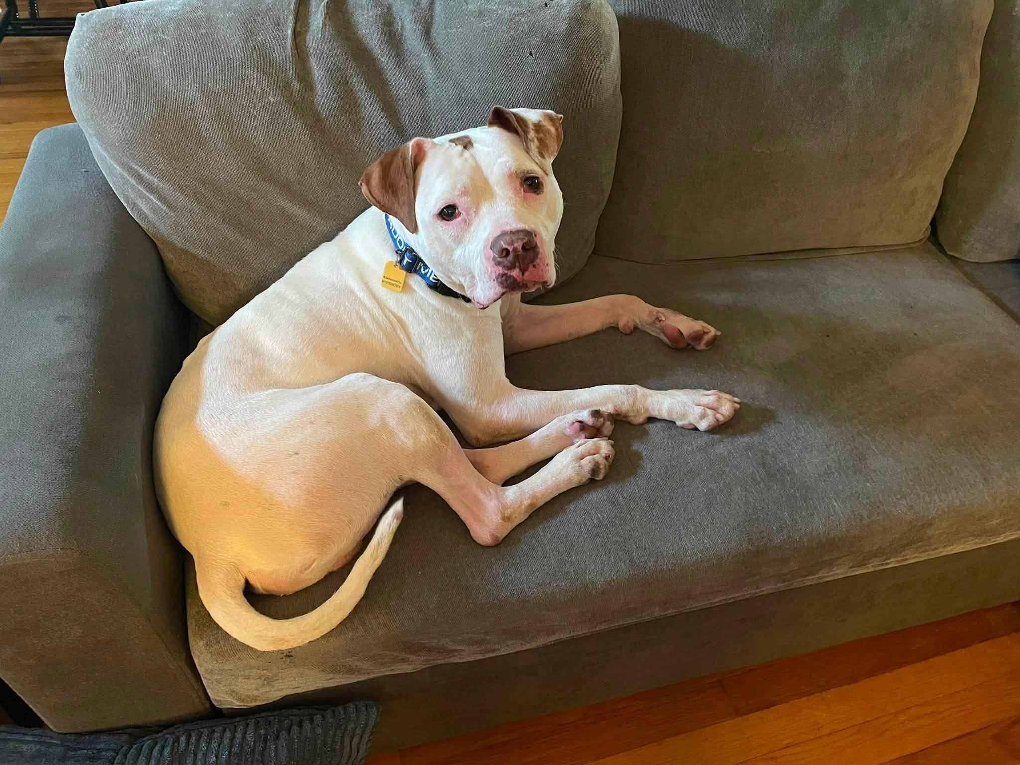 Pinto, a ADOPTABLE mixed breed in Cleveland, OH image 5/6