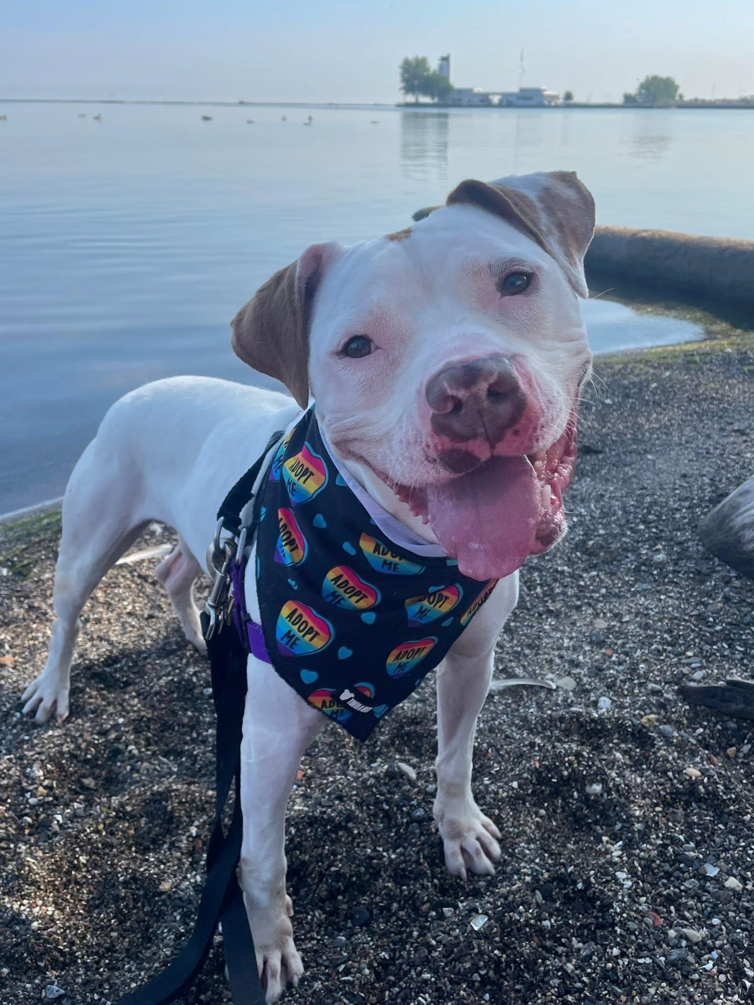 Pinto, ADOPTABLE, Young Male Pit Bull Terrier.