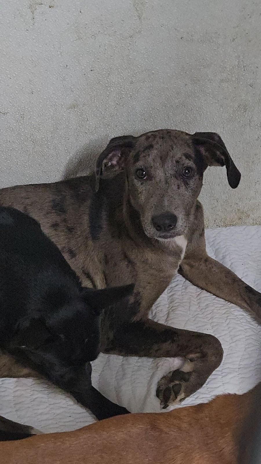 Margarita, Adoptable, Puppy Female Catahoula Leopard Dog.