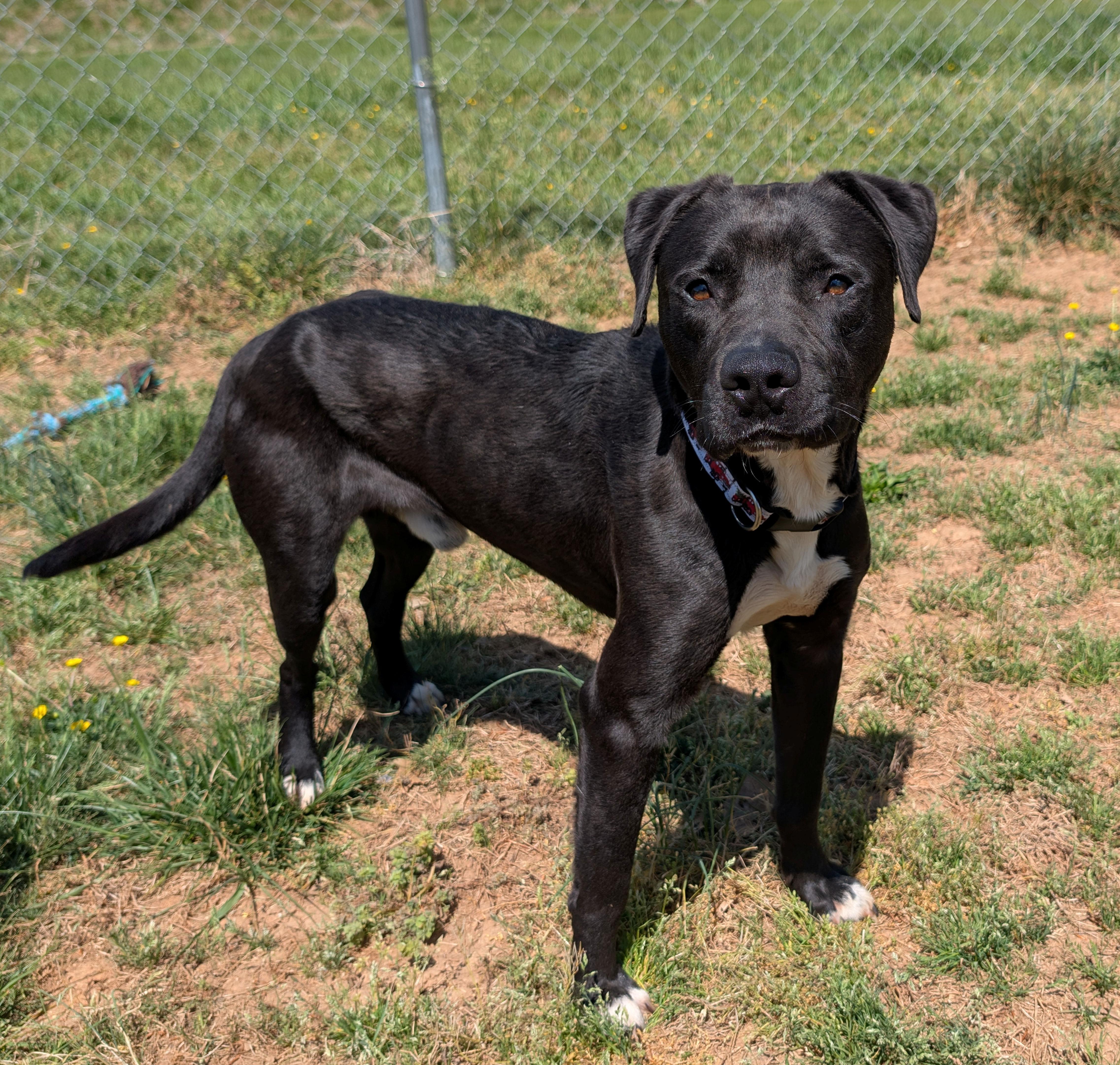 Tobias, ADOPTABLE, Adult Male Labrador Retriever.