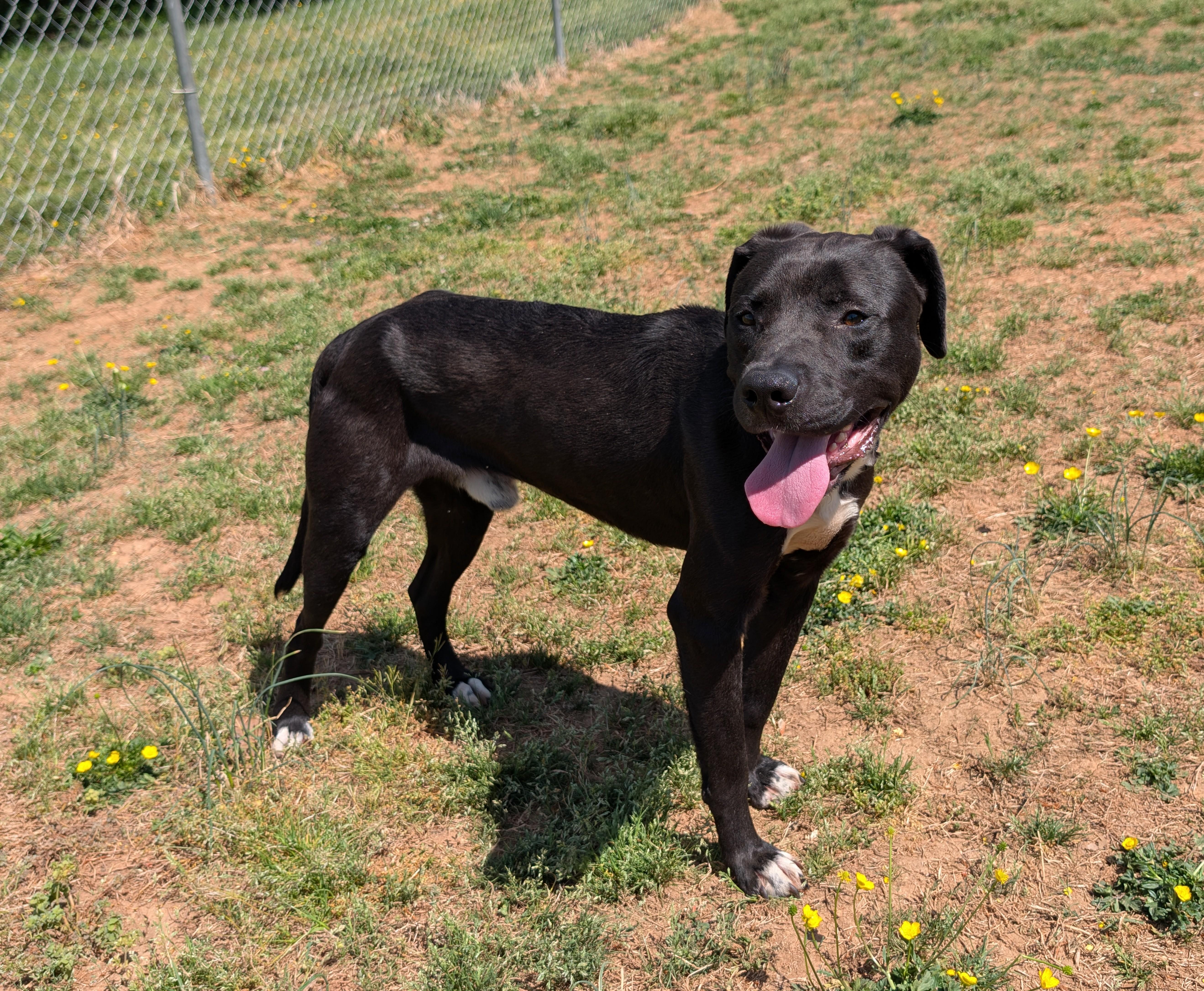 Tobias, a ADOPTABLE mixed breed in Blackstone, VA image 3/3