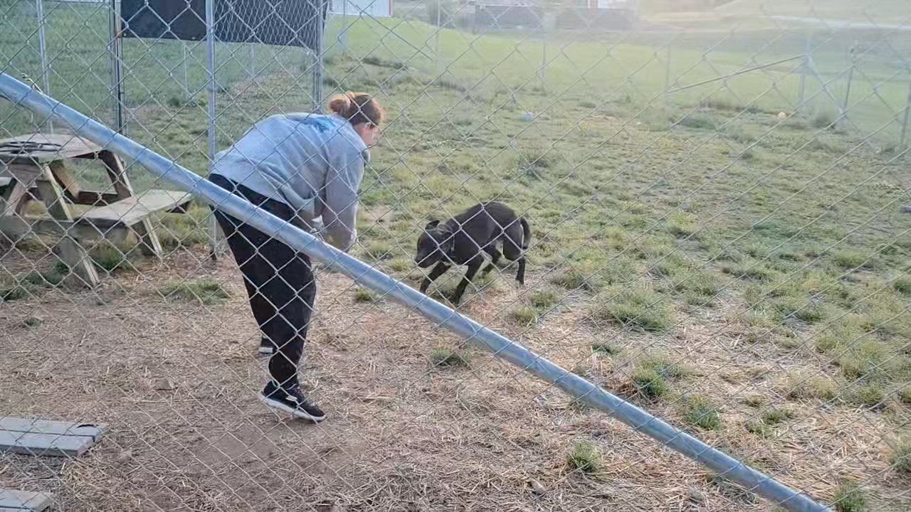 Enlarge Tobias, a ADOPTABLE mixed breed in Blackstone, VA video 2/3