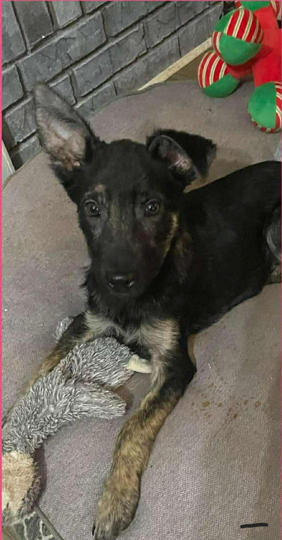 Dezi, Adopted, Young Male German Shepherd Dog.