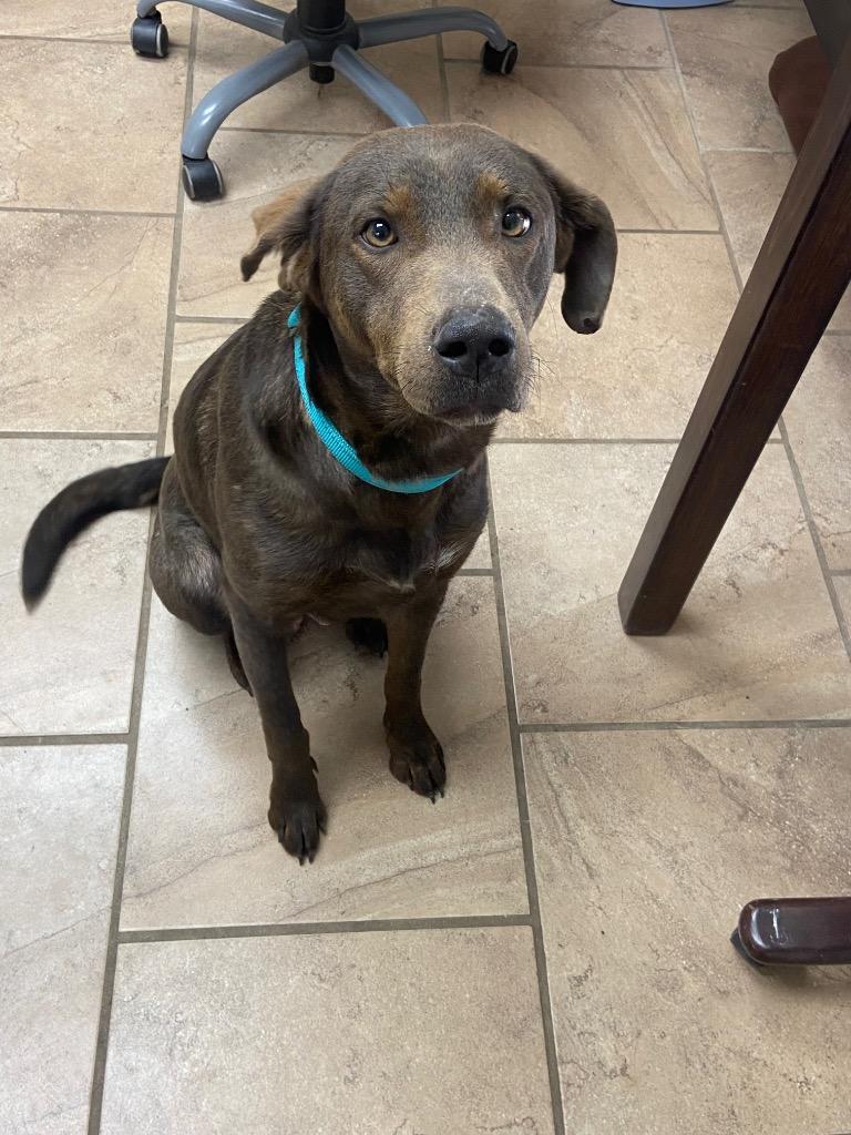Dusty, Adoptable, Young Female Labrador Retriever.