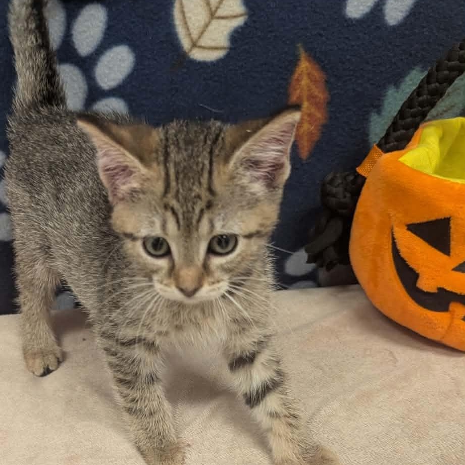 Jerzi, Adopted, Kitten Female Domestic Short Hair.