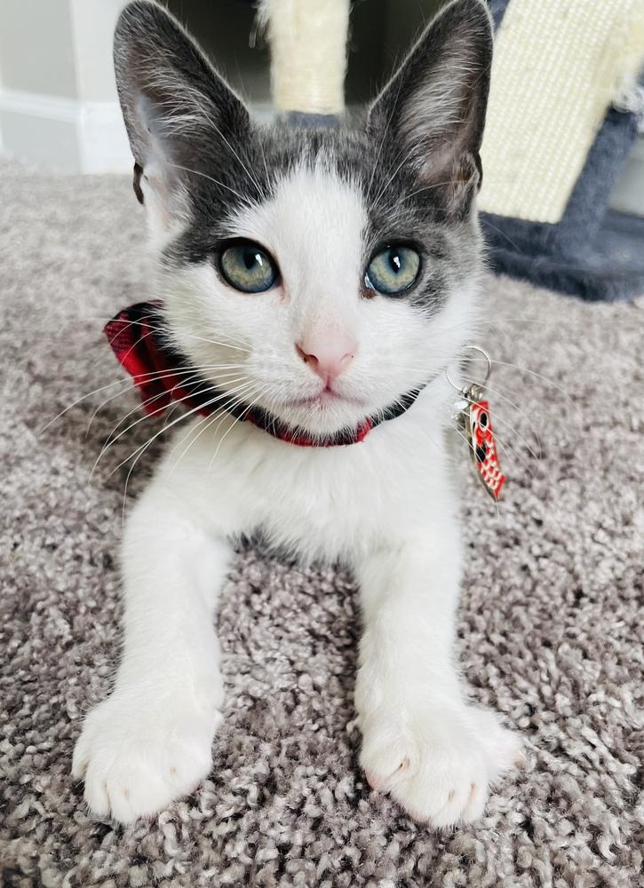 JJ, Adoptable, Kitten Male Domestic Short Hair.
