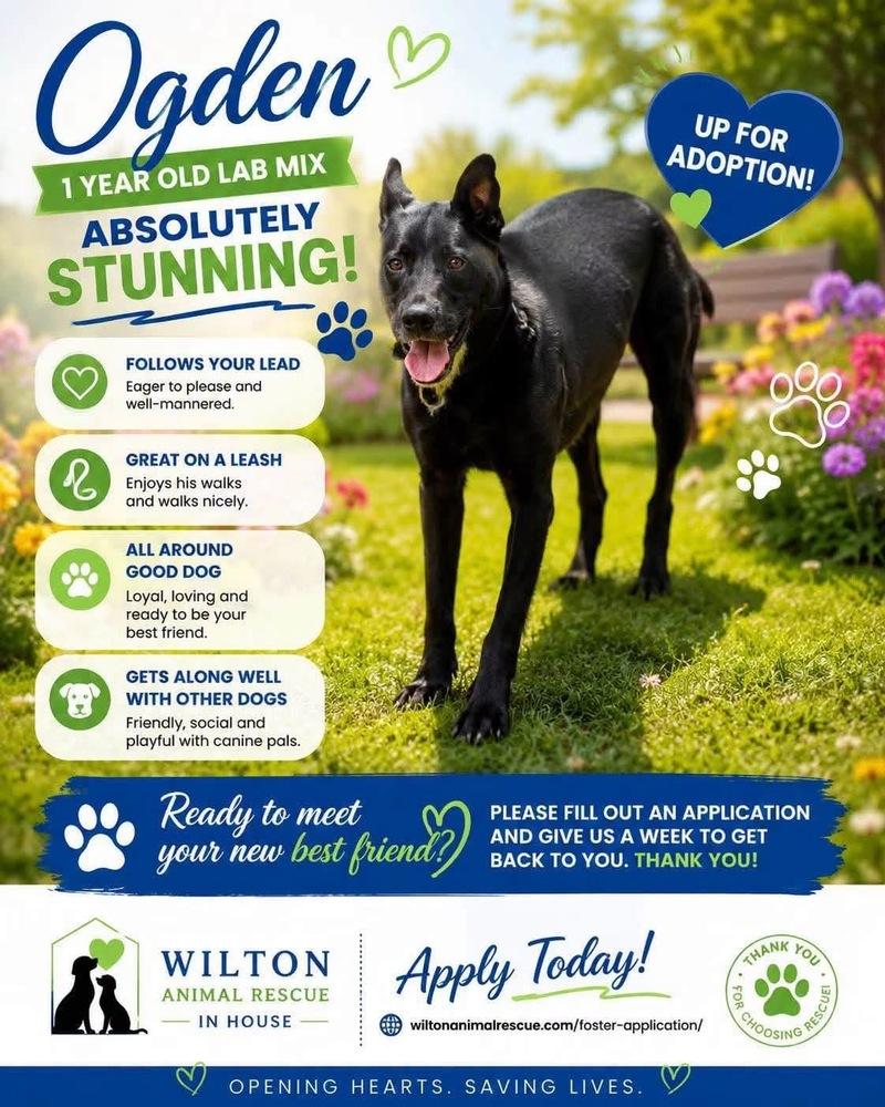 Enlarge Ogden, a Adoptable mixed breed in Wilton, CA image 3/3