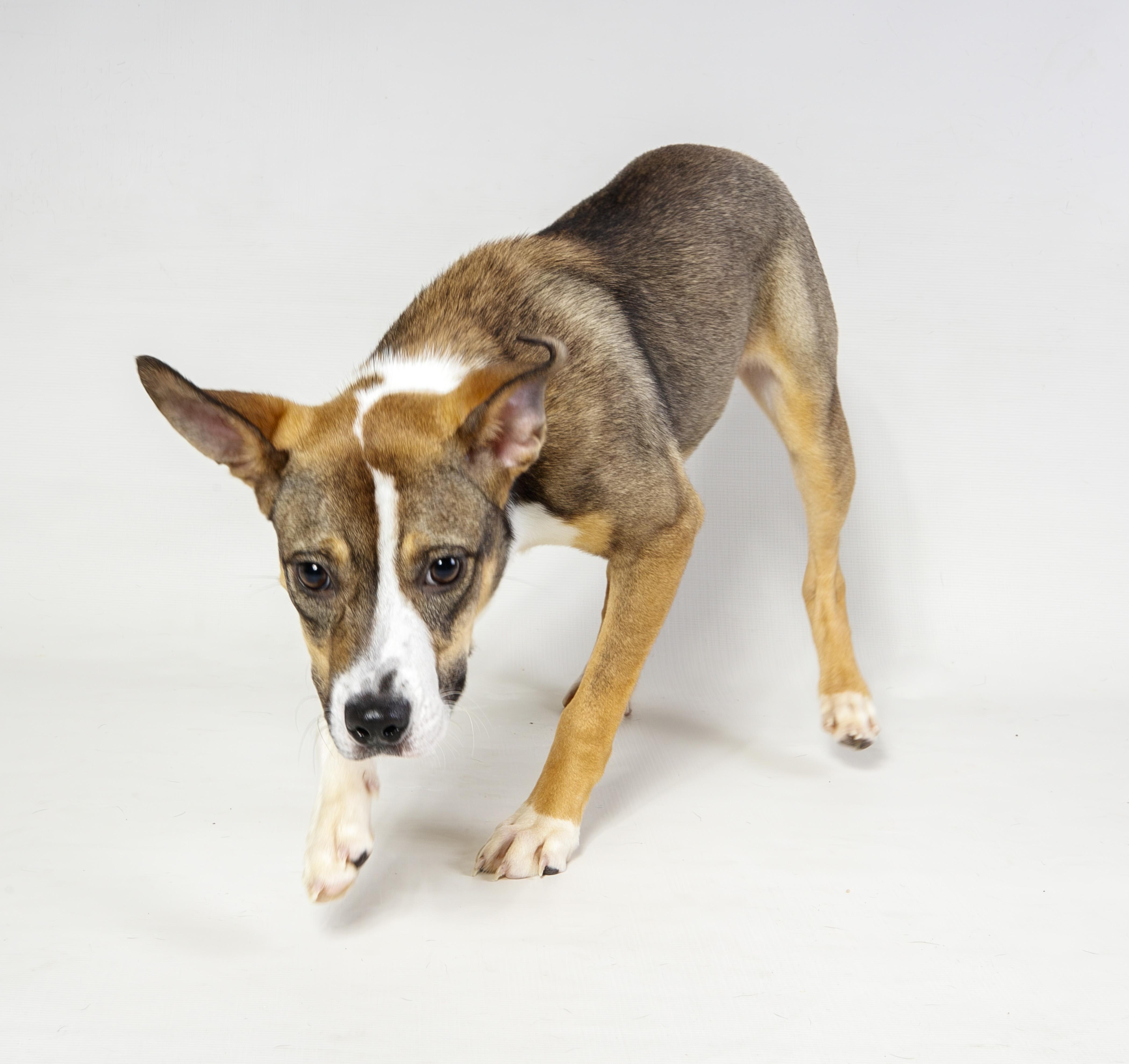 Enlarge Brittany, a ADOPTABLE Mixed Breed in Harvey , LA image 4/4