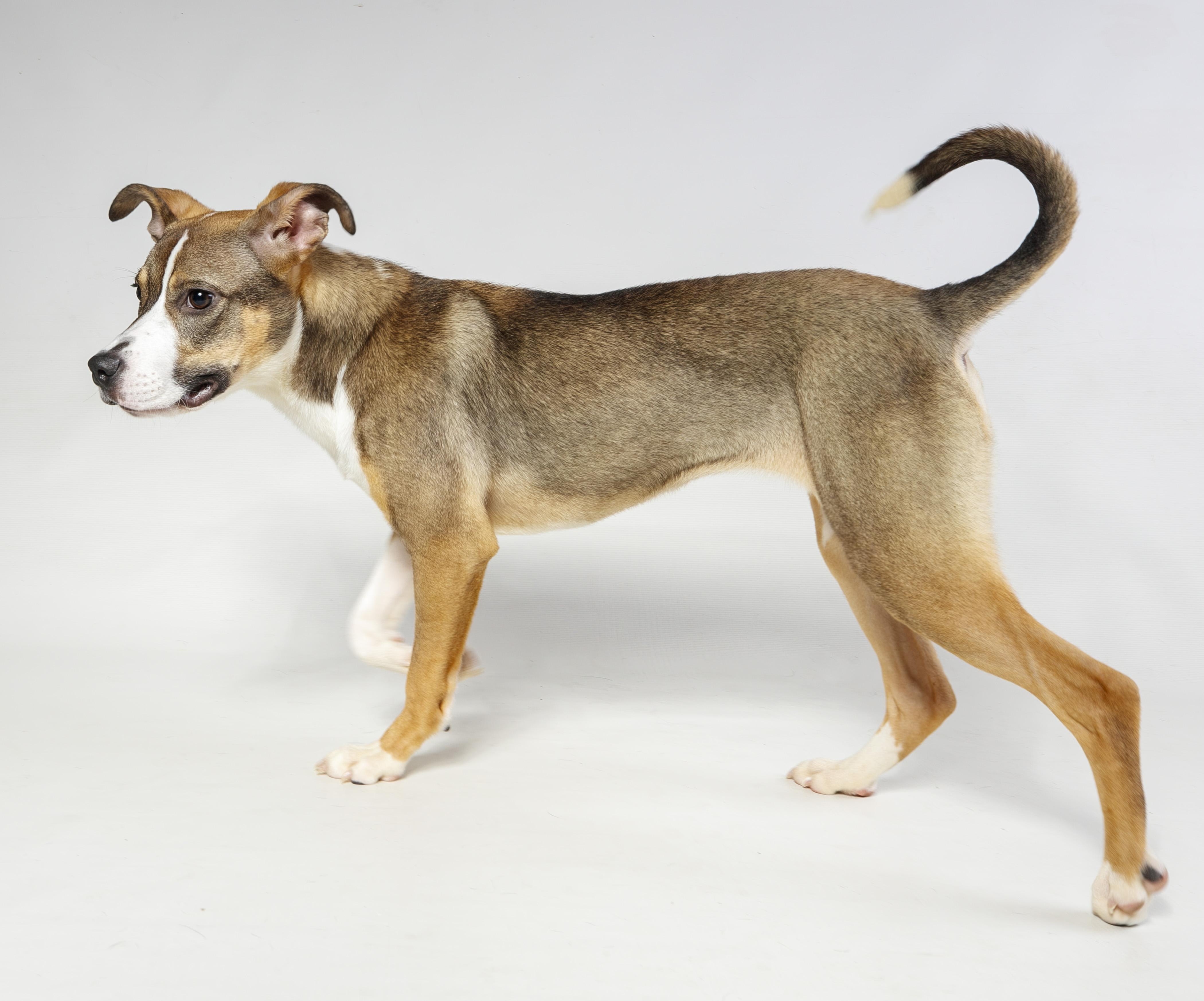 Enlarge Brittany, a ADOPTABLE Mixed Breed in Harvey , LA image 2/4